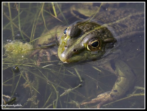 Grenouille verte
